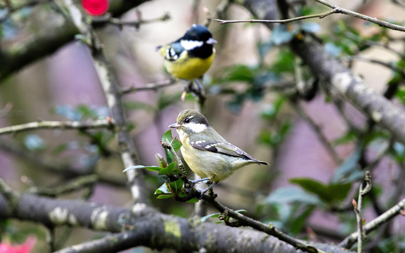 Free photo Two tits sit on a branch