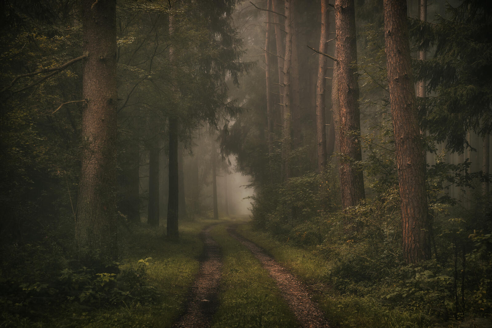 Free photo The road into the dense foggy forest