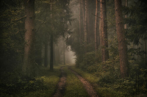 Дорога в густой туманный лес