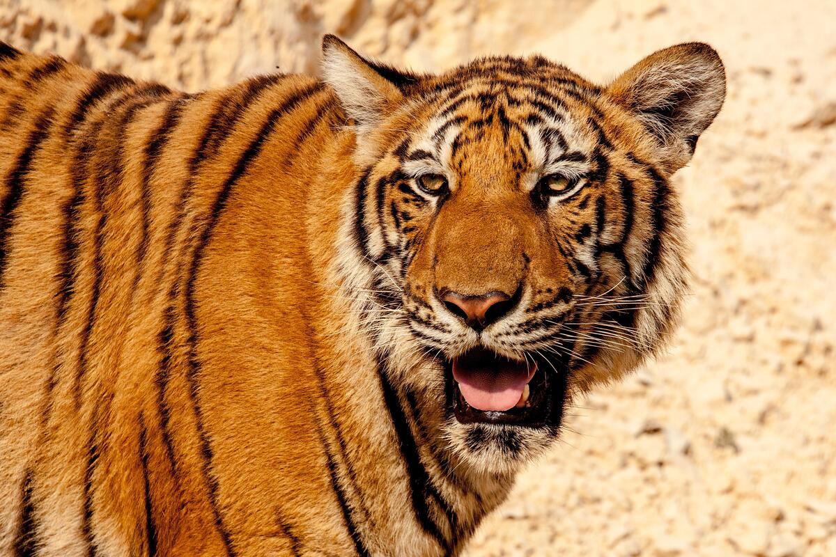 A tiger with its mouth open
