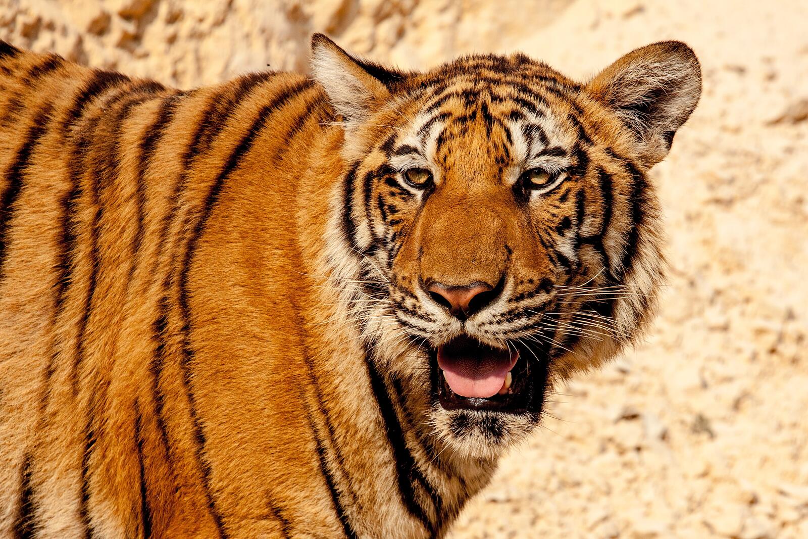 Бесплатное фото Тигр с открытым ртом