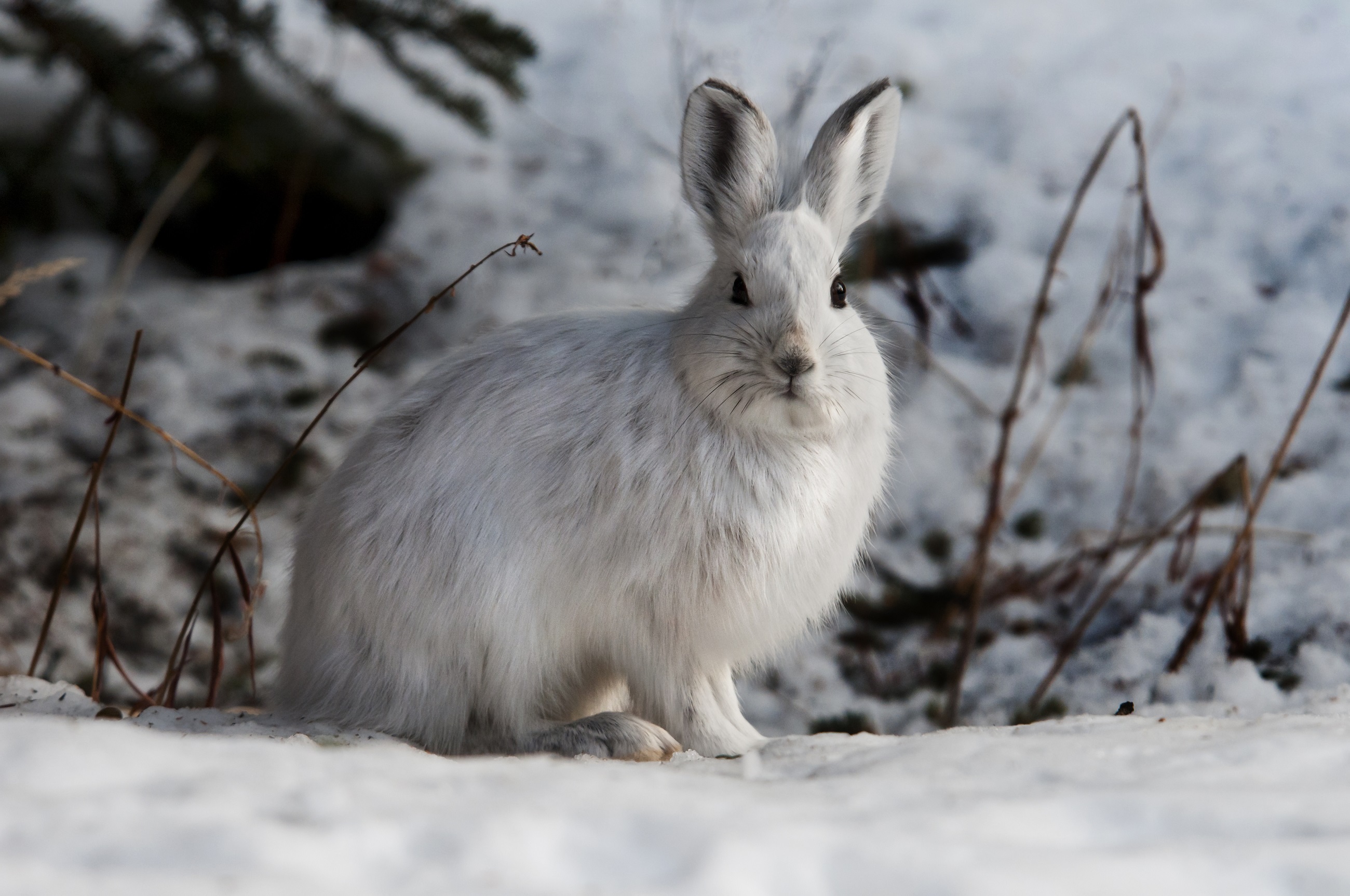 White fluffy hare in winter