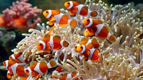 Коралловое дно океана с рыбками немо