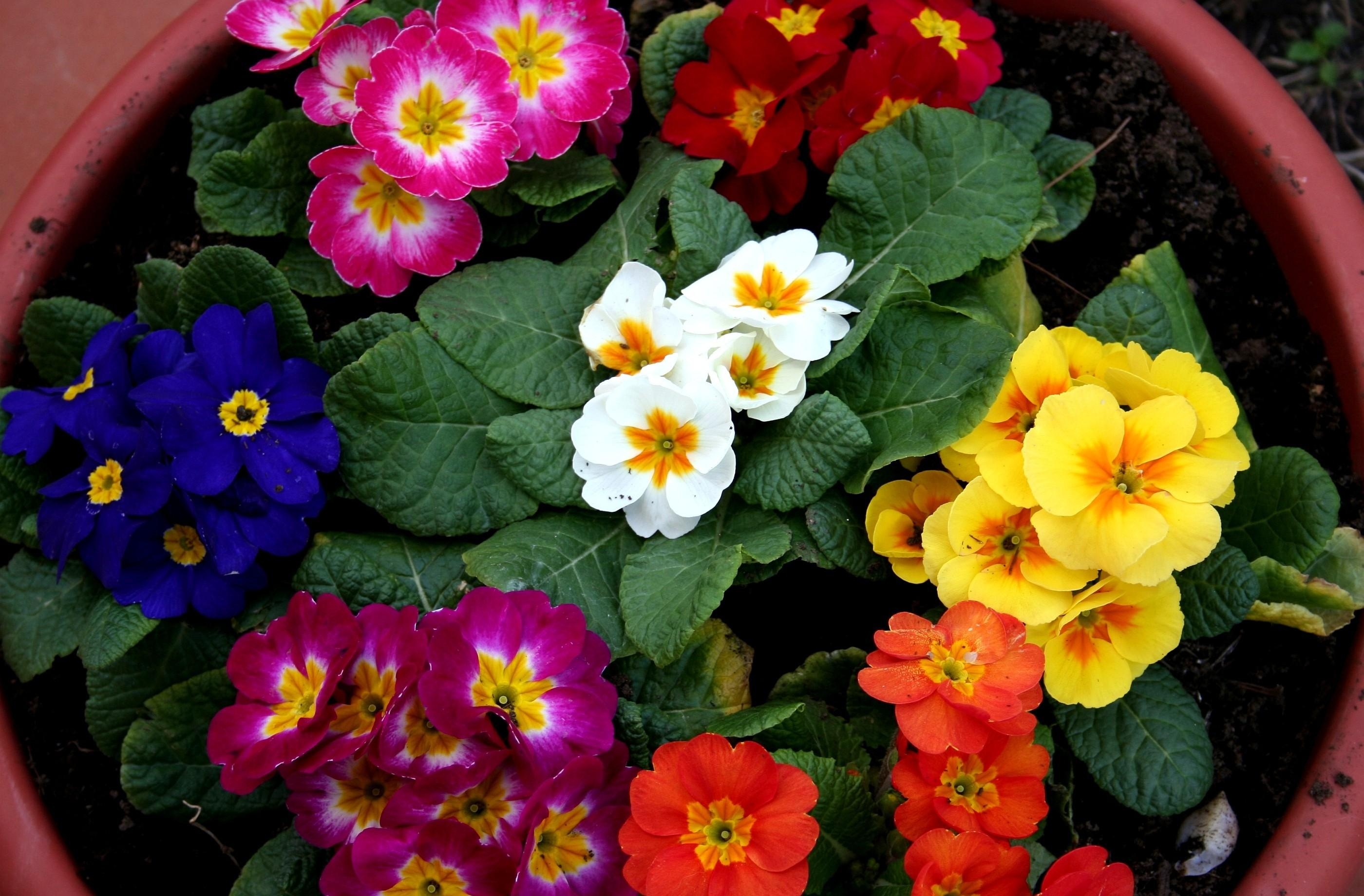 Photo free primrose, flowers, bright