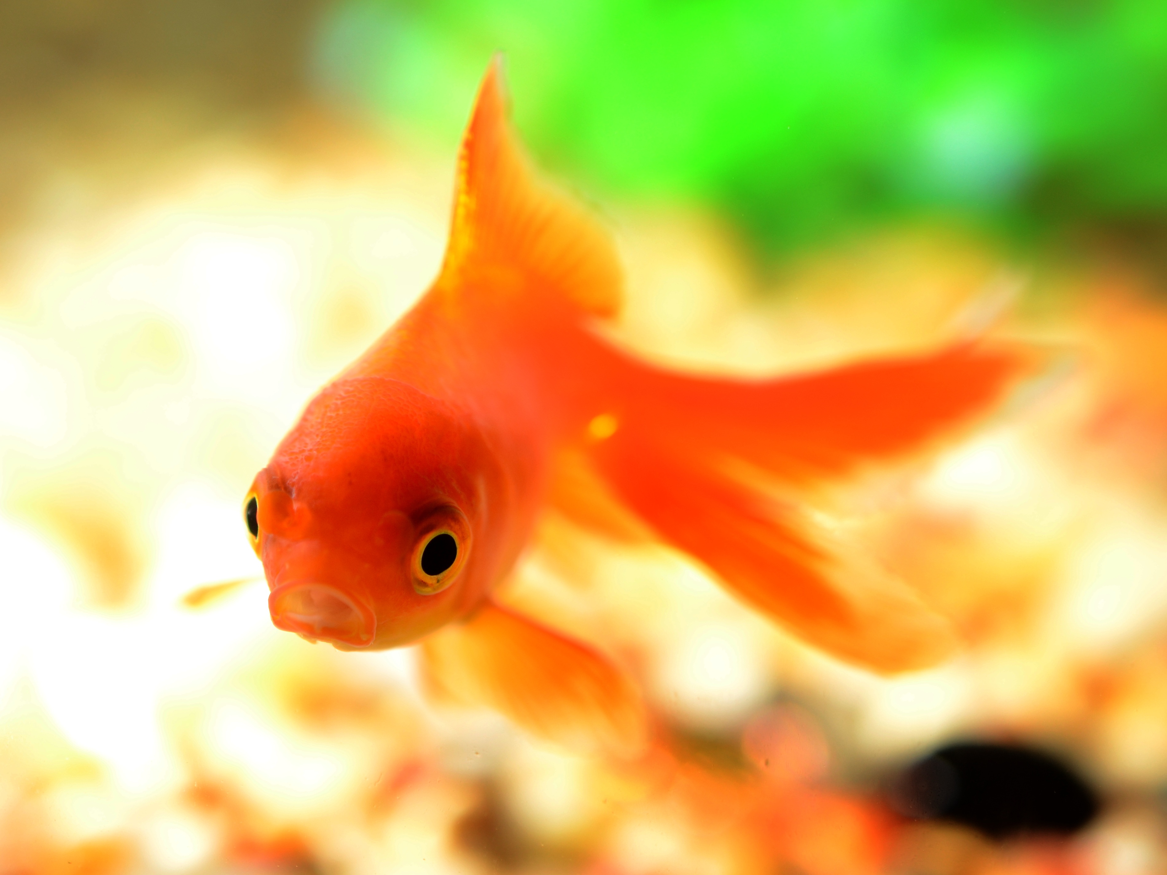 Бесплатное фото Золотая рыбка