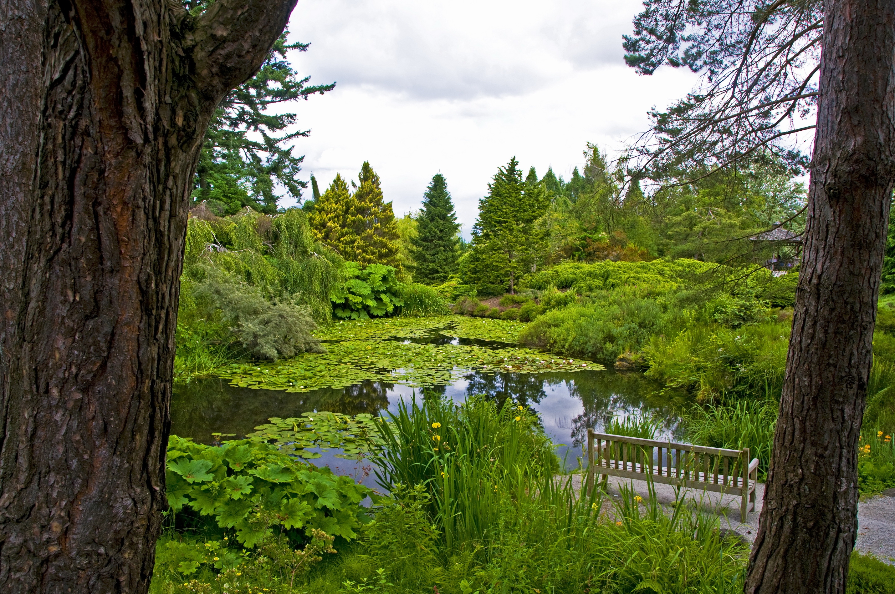 Бесплатное фото Кувшинки на пруду в парке