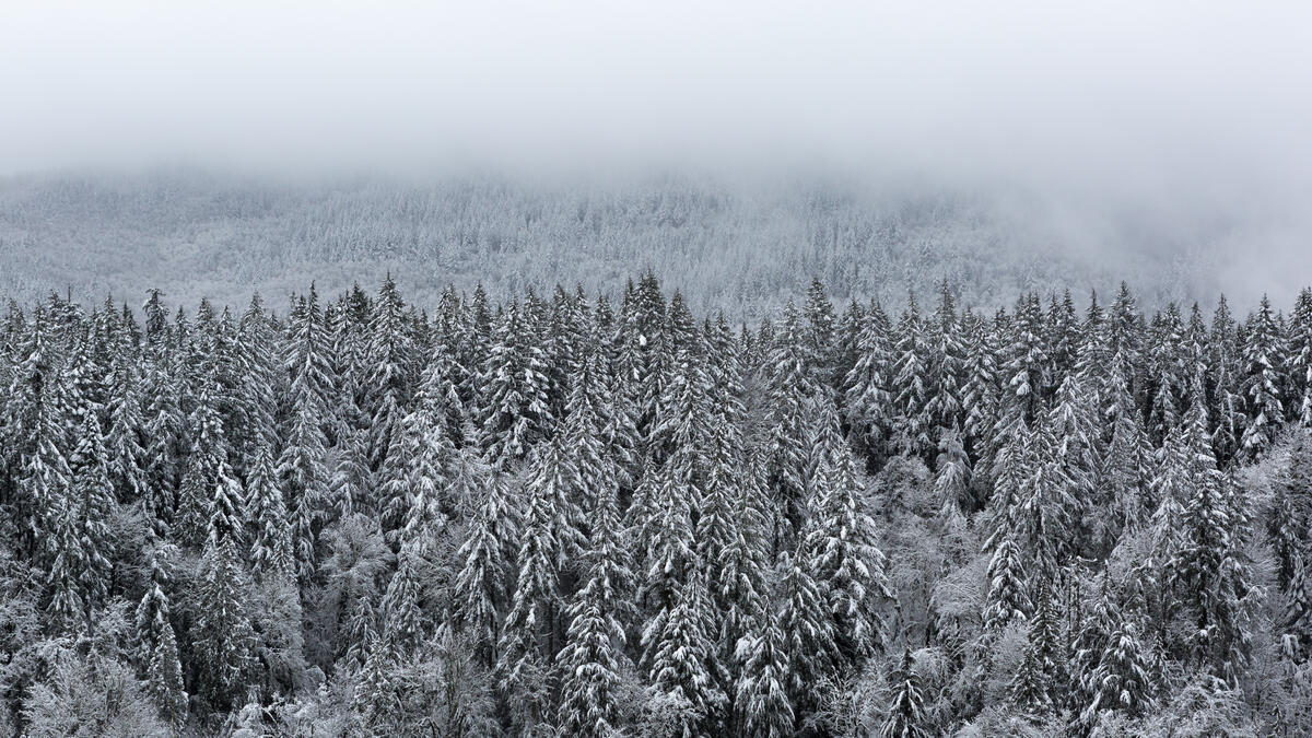 Замерзший еловый лес в тумане