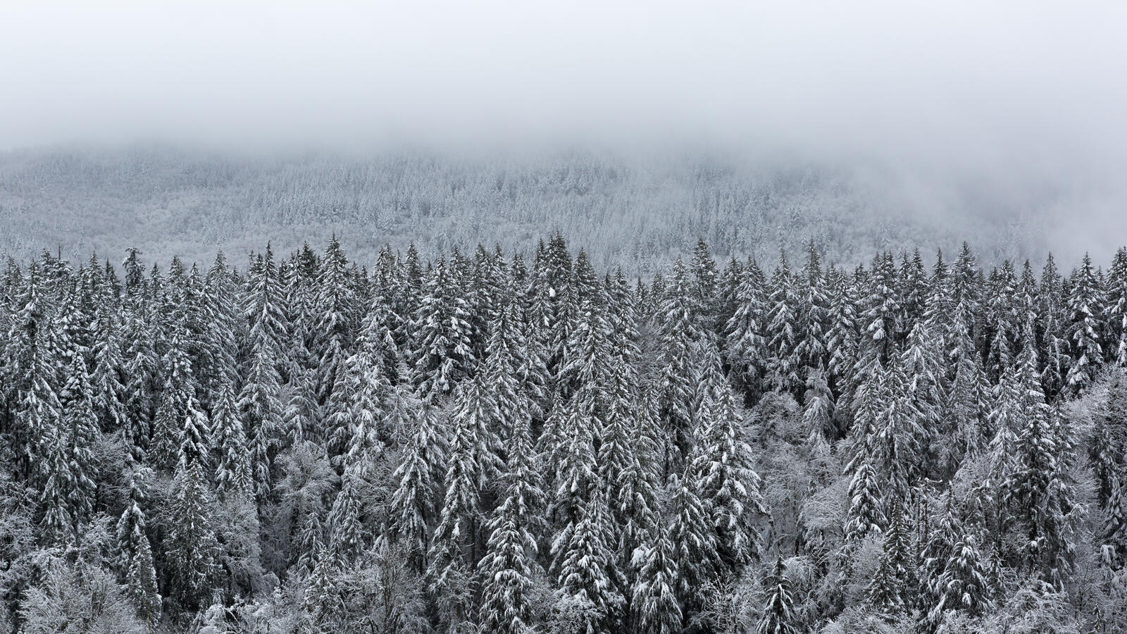Бесплатное фото Замерзший еловый лес в тумане
