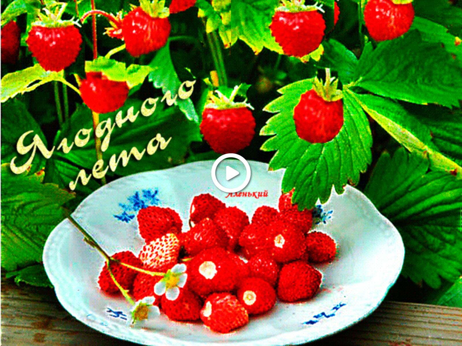 Shrub with fresh strawberries