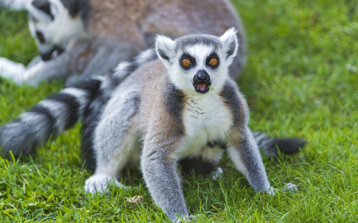 A surprised lemur