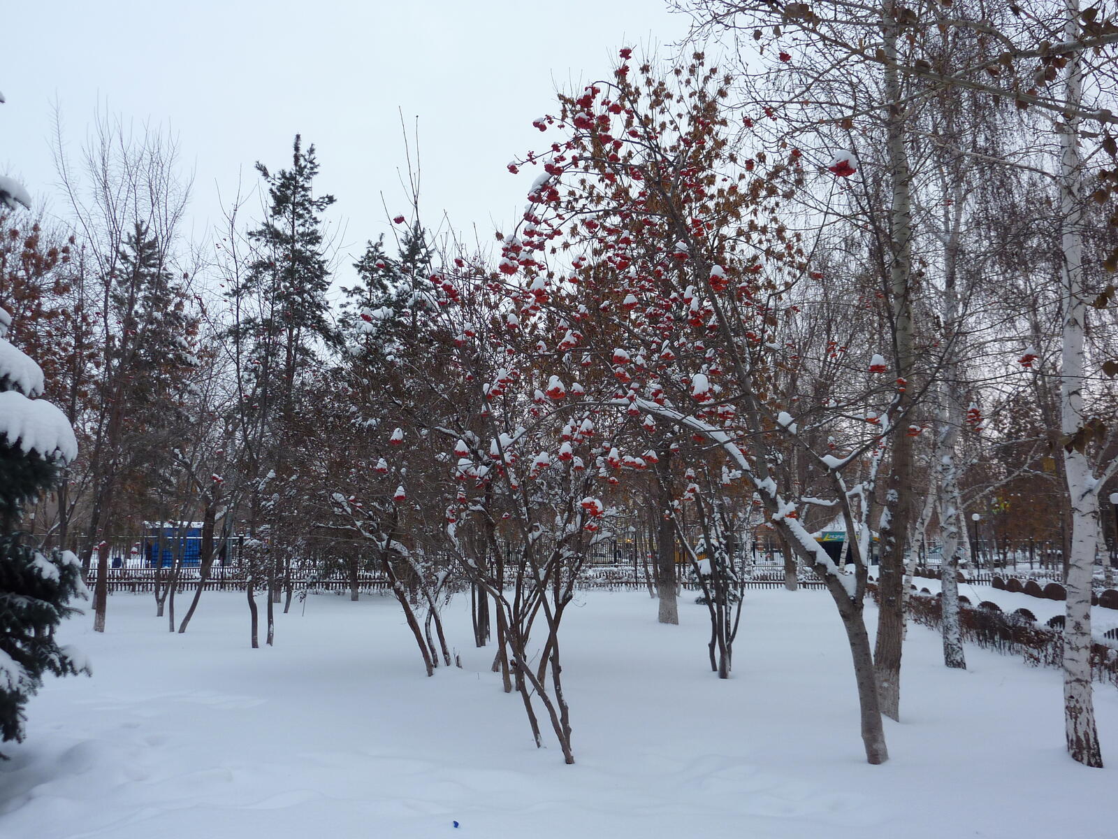 Free photo A rowan orchard in winter