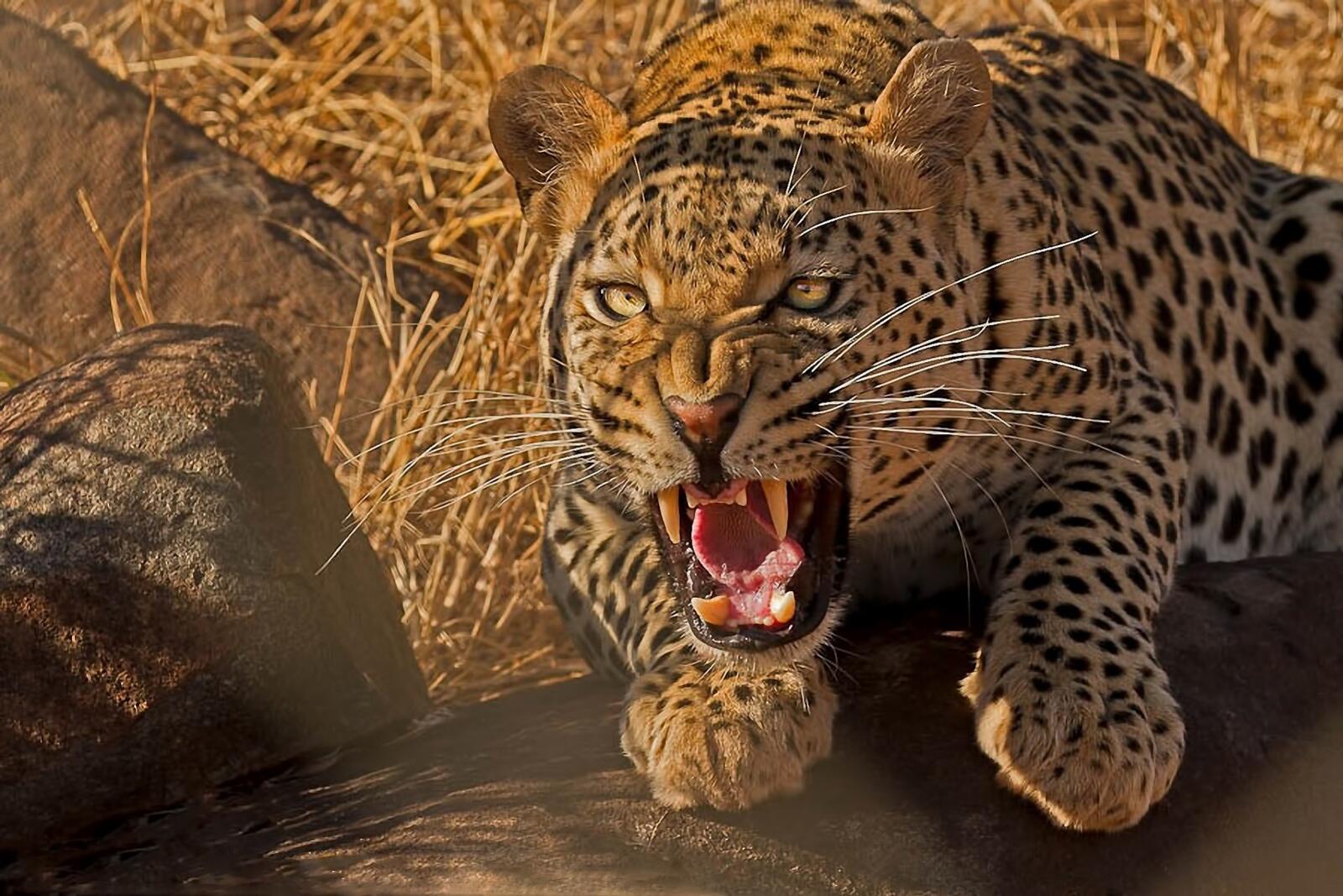 Бесплатное фото Леопард перед нападением