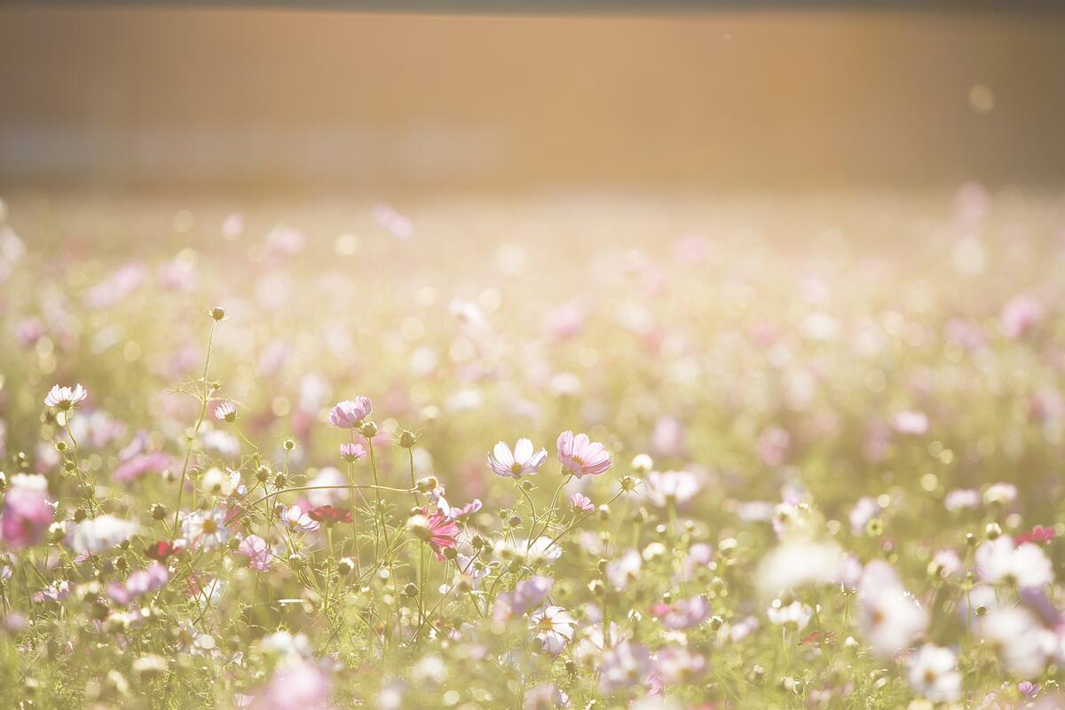 Летний солнечный день на поле с нежными цветами