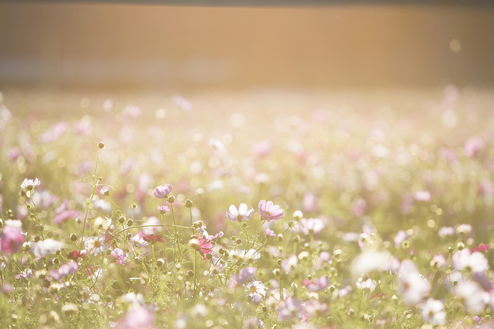 Бесплатное фото Летний солнечный день на поле с нежными цветами