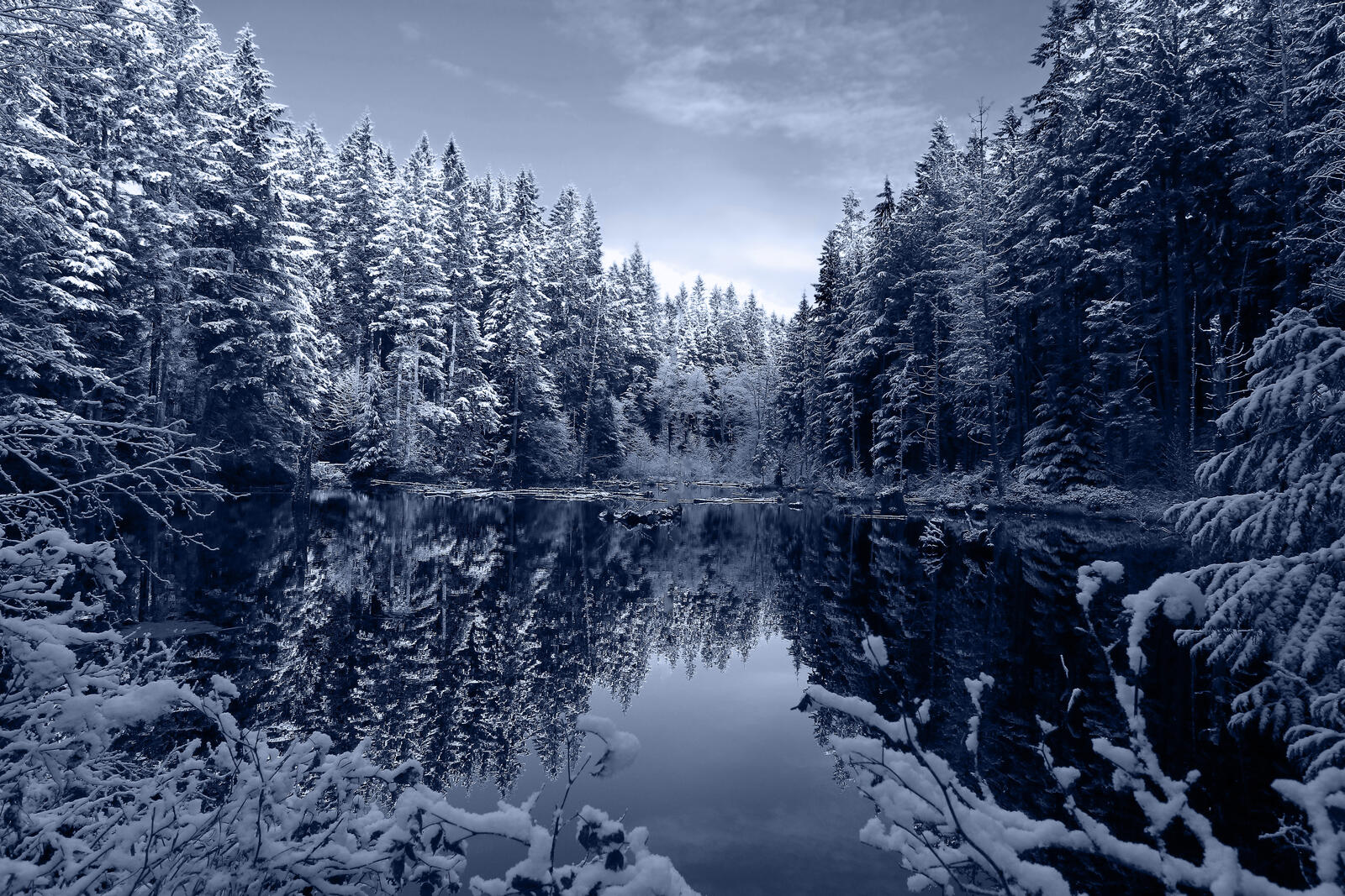 免费照片冬季云杉林中的一个湖泊