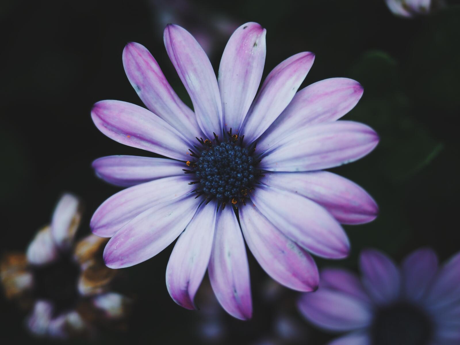 Free photo Purple daisy flower