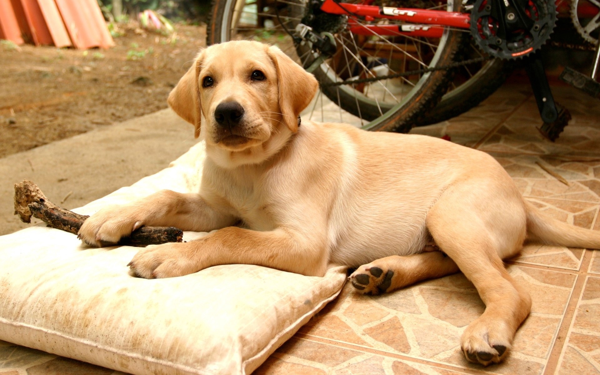 免费照片拉布拉多猎犬躺在枕头上。