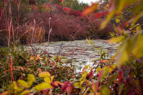 Осенний берег реки с листьями