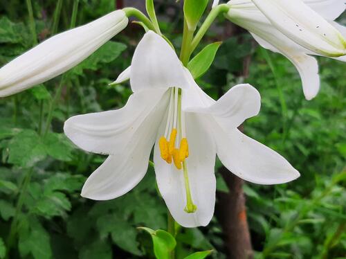 A blossoming white lily flower