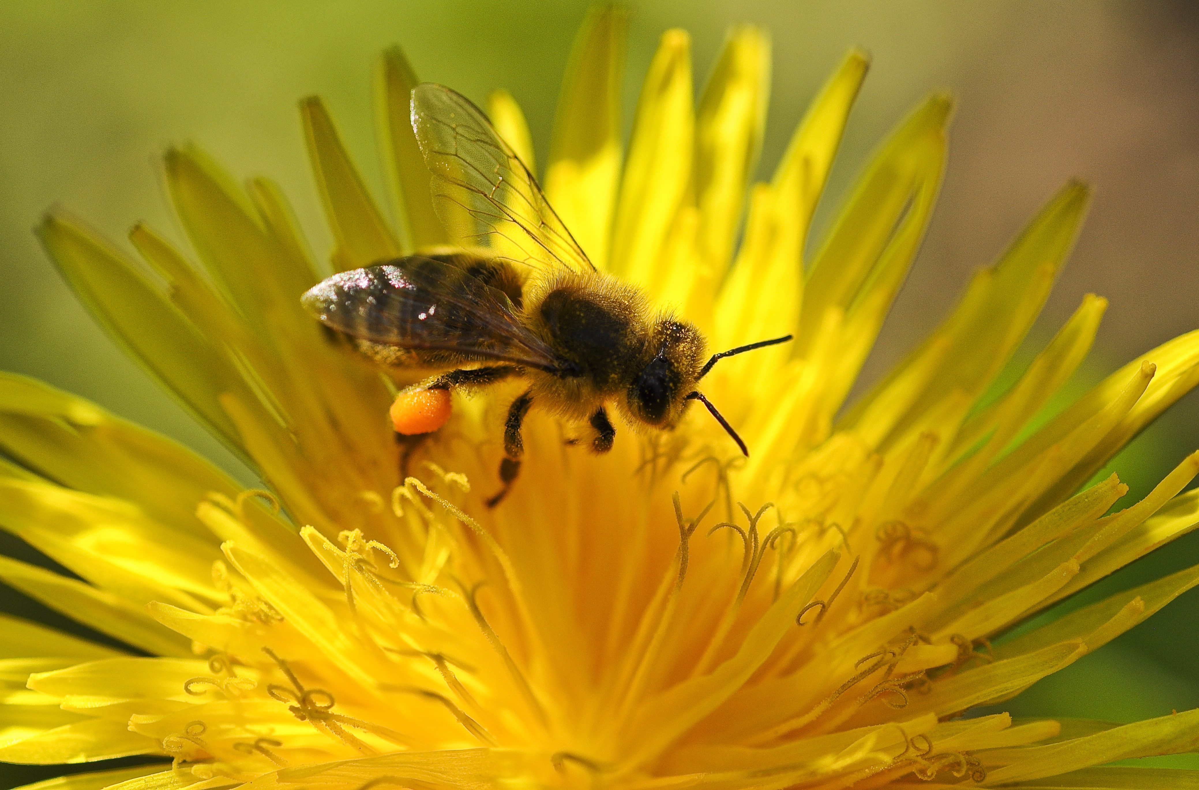 Бесплатное фото Пчелка на желтом цветке