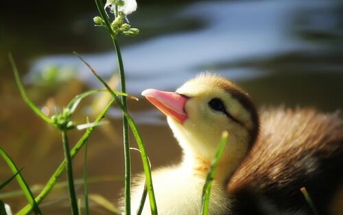 The duckling looks at the flower