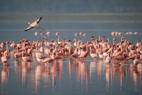 Розовые фламинго гуляют по реке