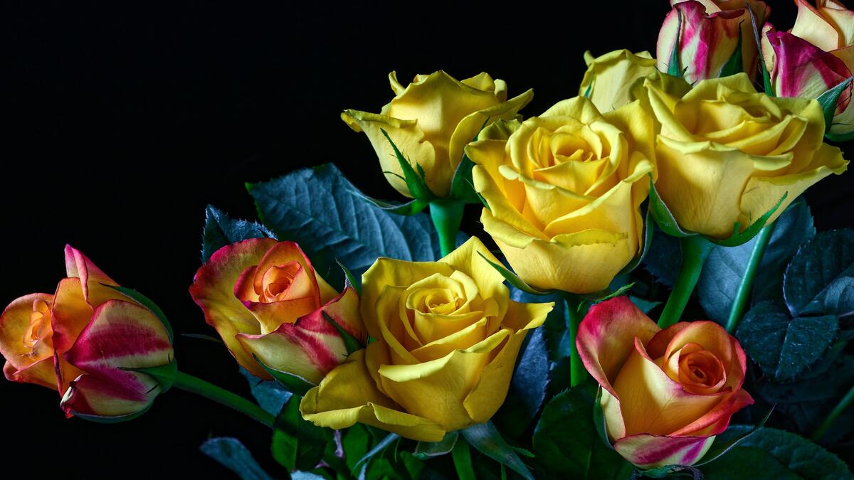Яркие желтые розы на черном фоне