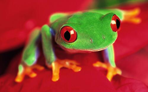 A green frog with red eyes.