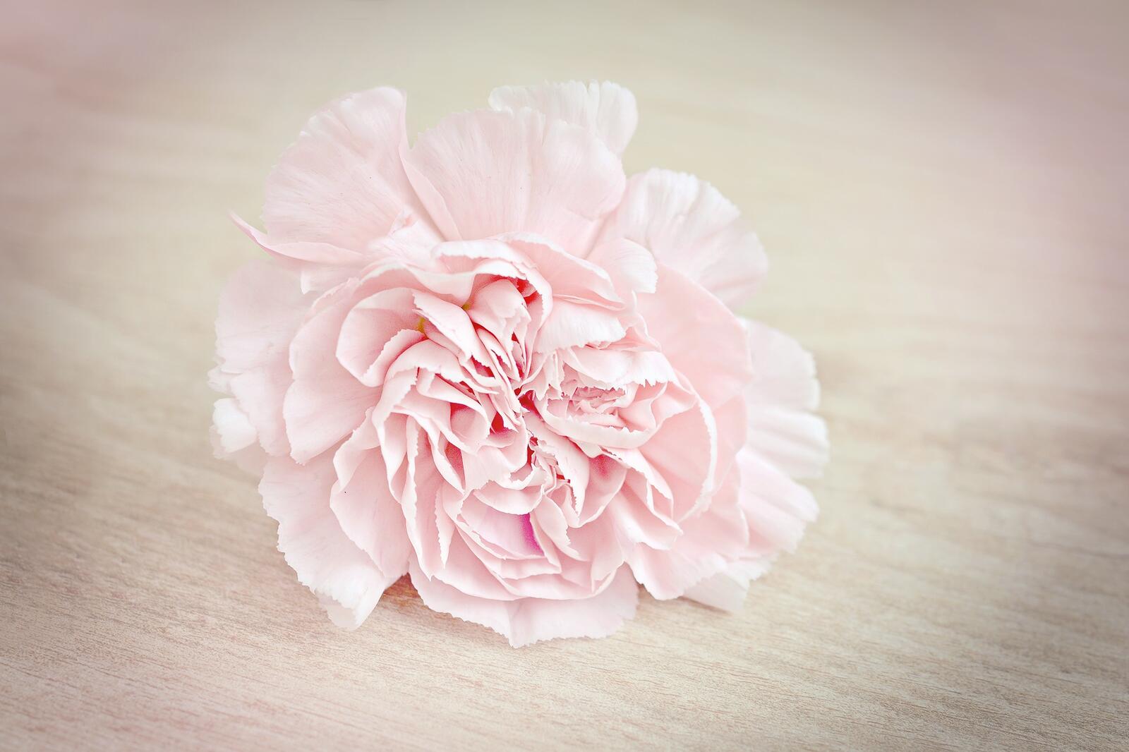 Бесплатное фото Розовый бутон одинокого цветка