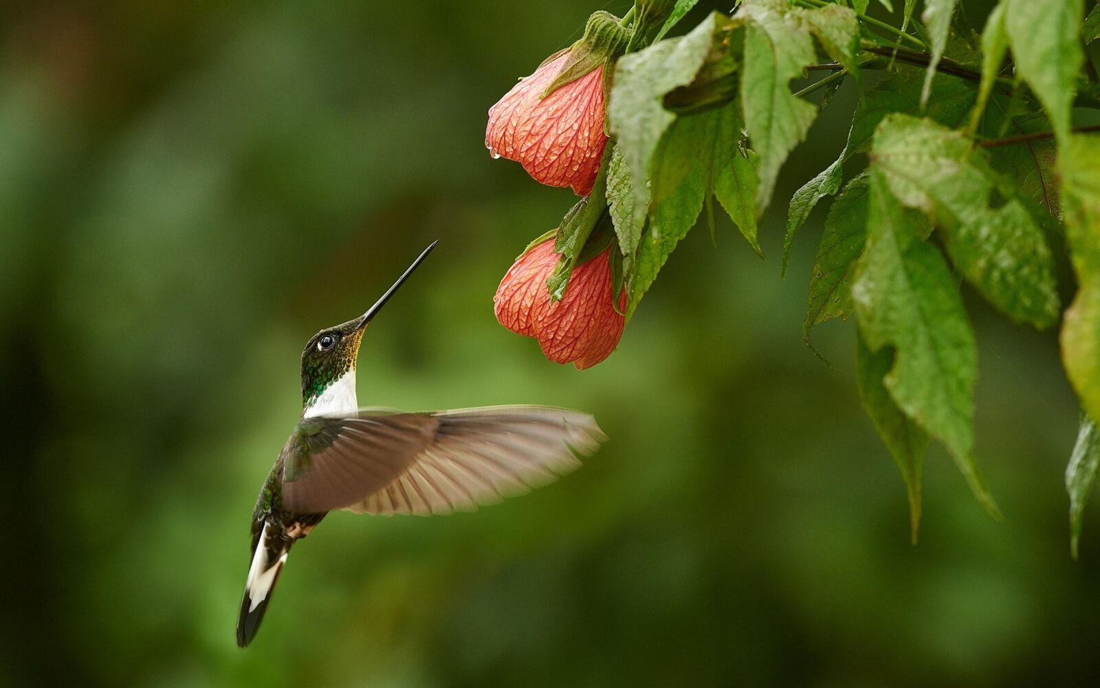 免费照片一只蜂鸟在花朵附近盘旋