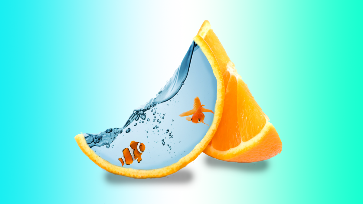 Fish in an orange
