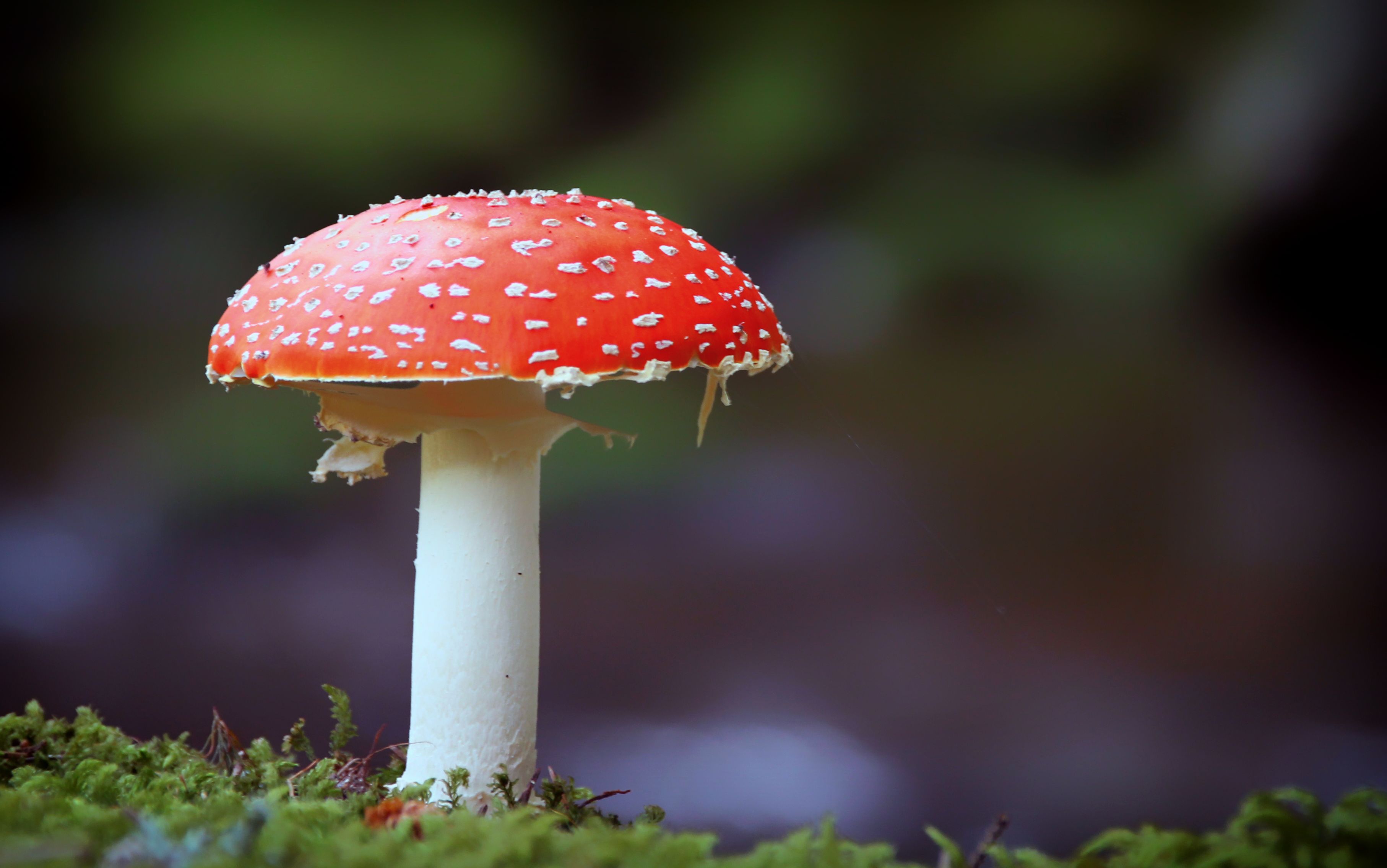 Free photo The fly agaric is a side view