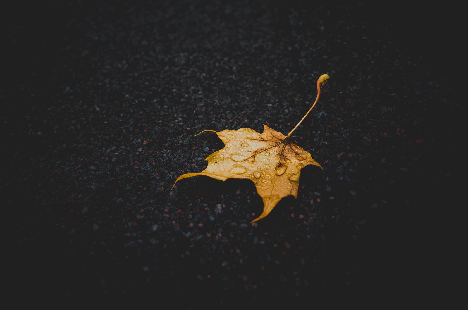 Осенний кленовый листик под дождем