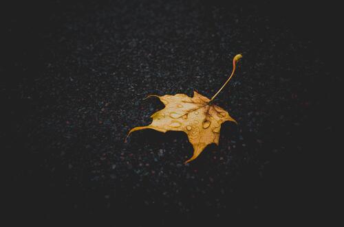 Autumn Maple Leaf in the Rain