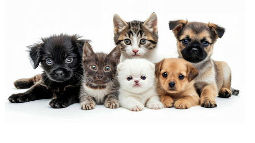 Puppies and kittens mixed