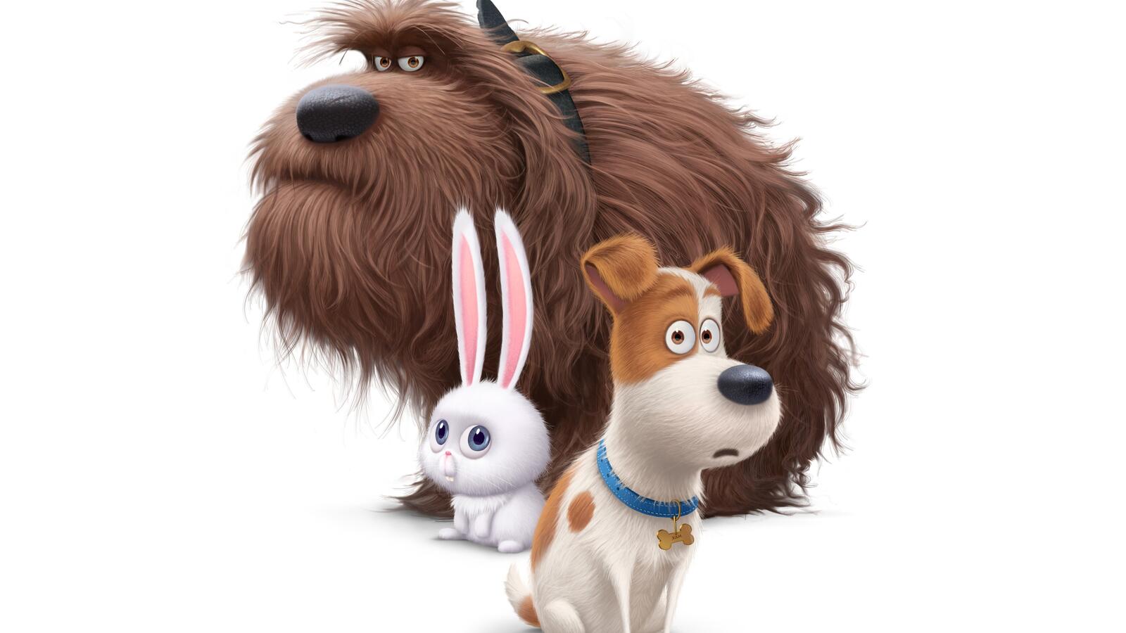 Free photo The Life of Pets