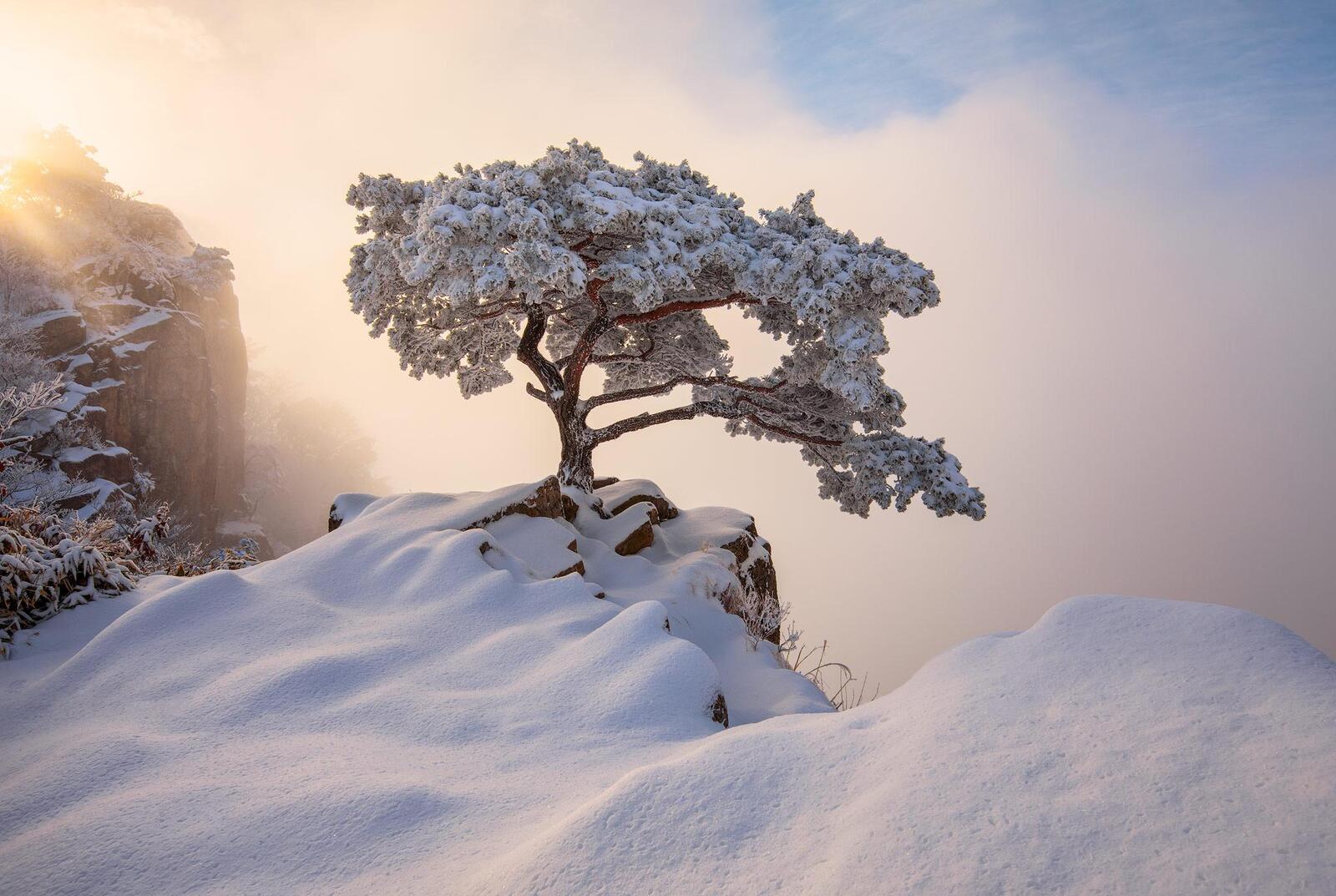 Бесплатное фото Заснеженное дерево на краю скалы
