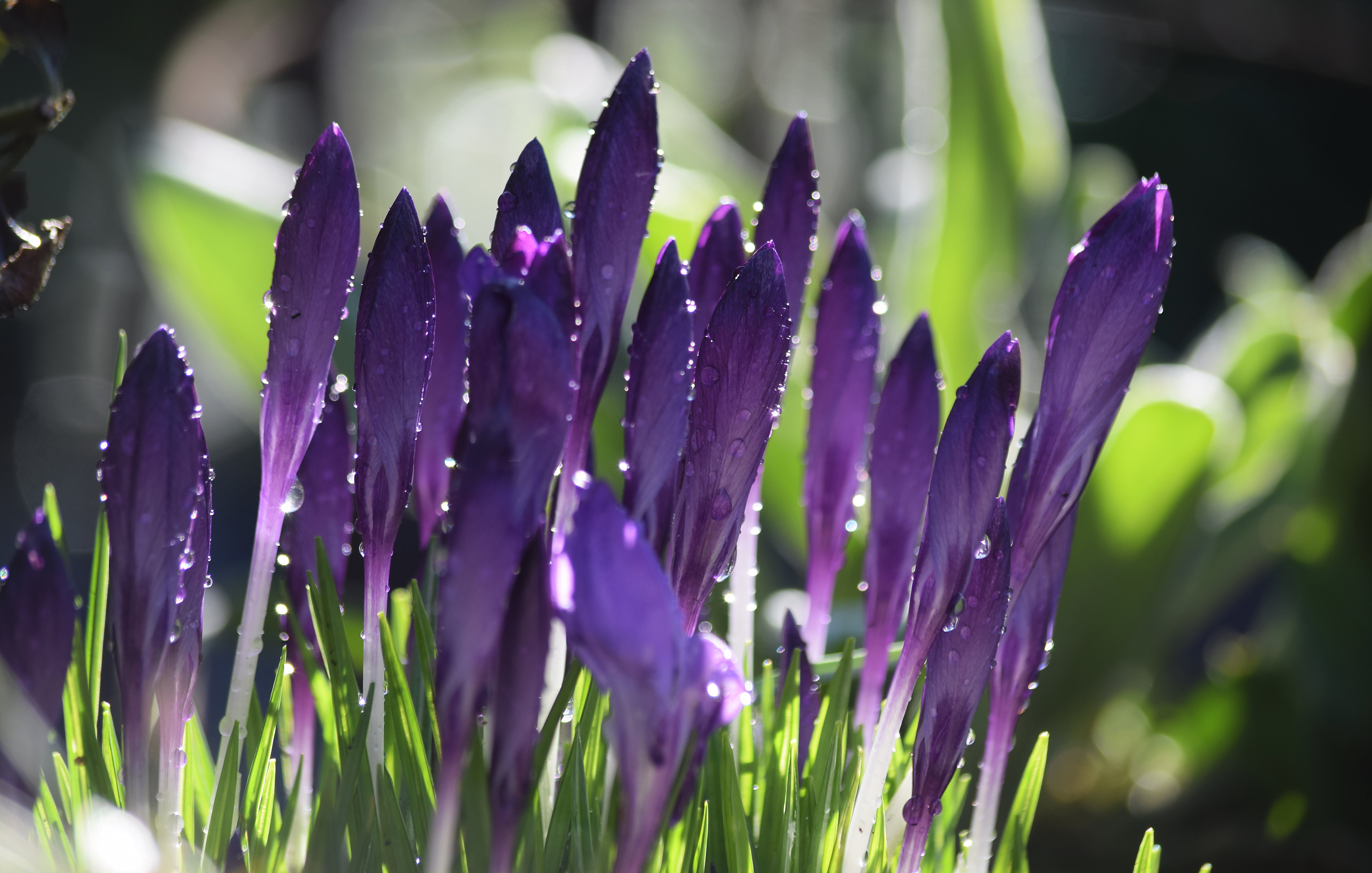 Фото бесплатно роса, размытый фон, обои фиолетовые крокусы