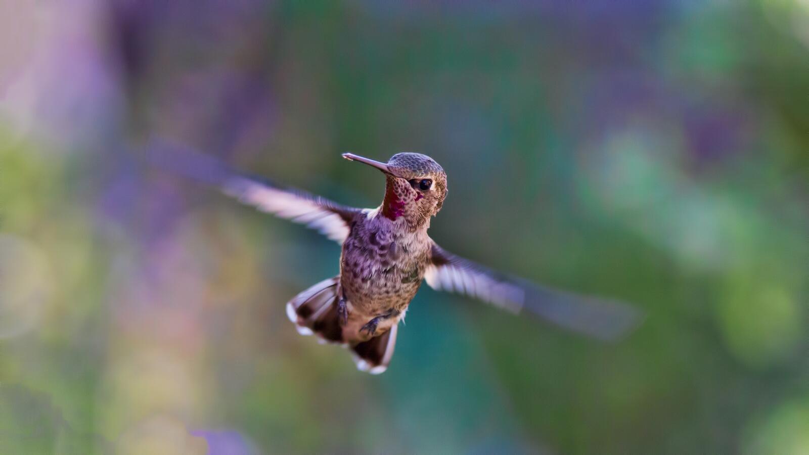 免费照片翱翔的蜂鸟