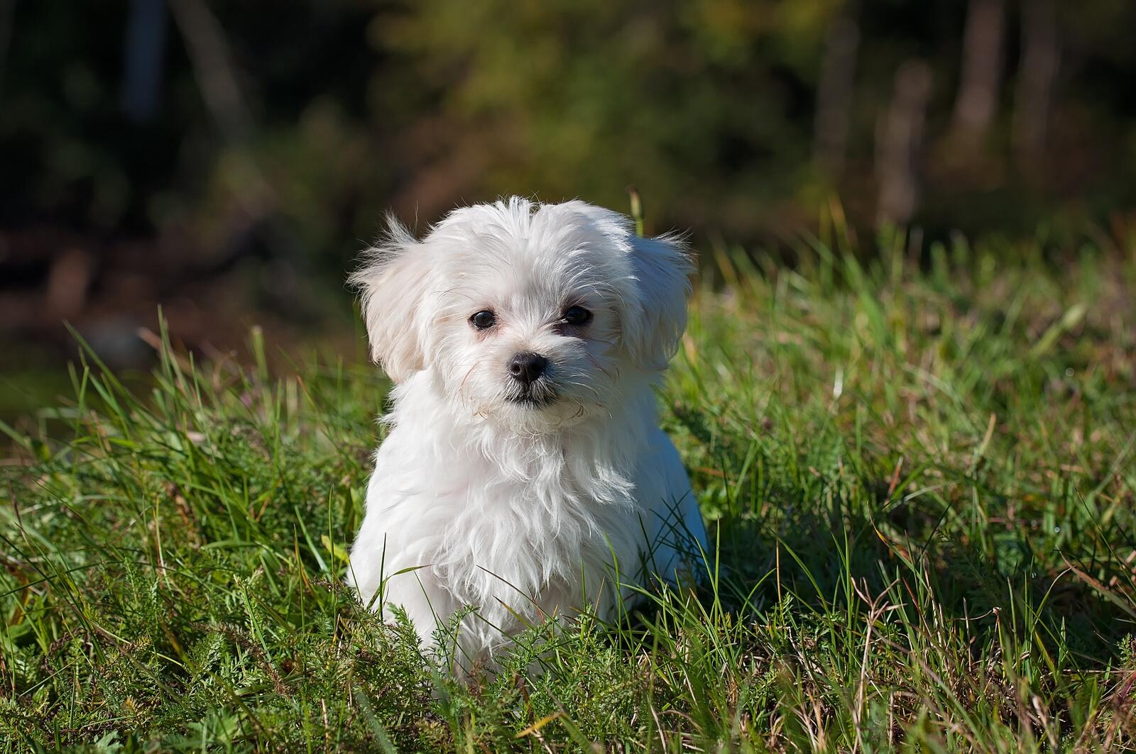 Free photo A white puppy on green grass