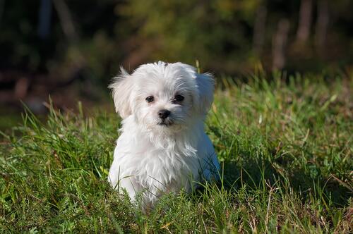 A white puppy on green grass
