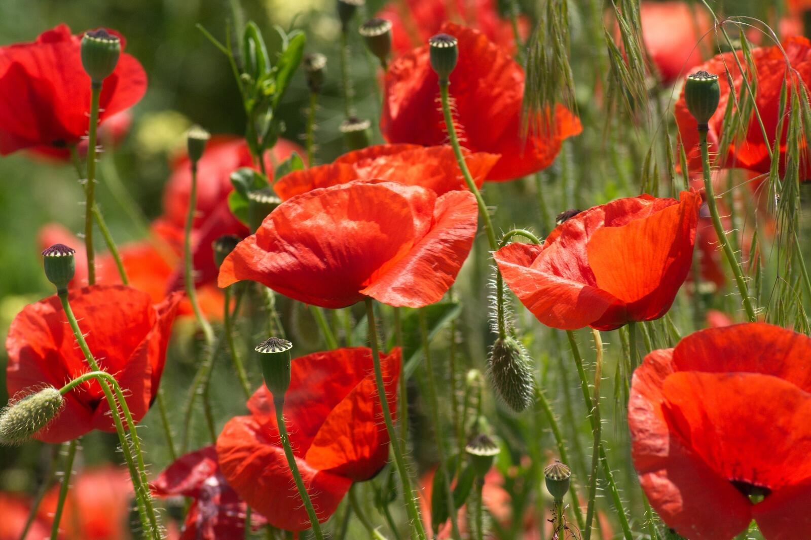 Free photo A field of red poppy flowers