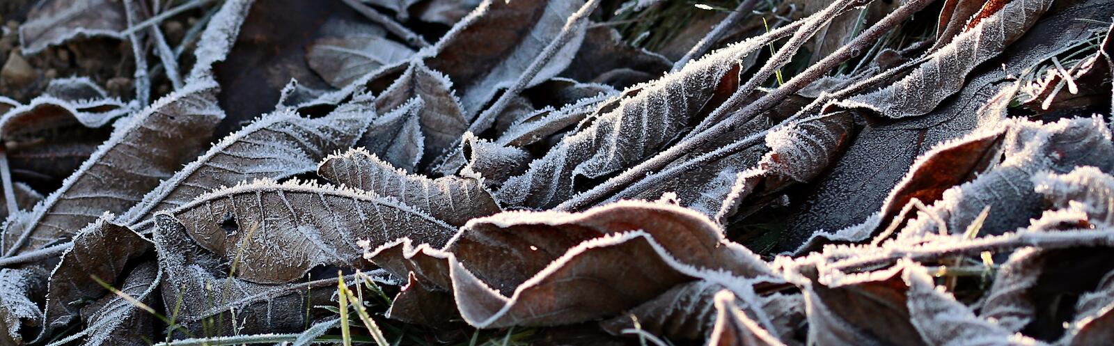 Free photo Dry leaves covered in frost