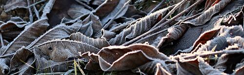 Dry leaves covered in frost