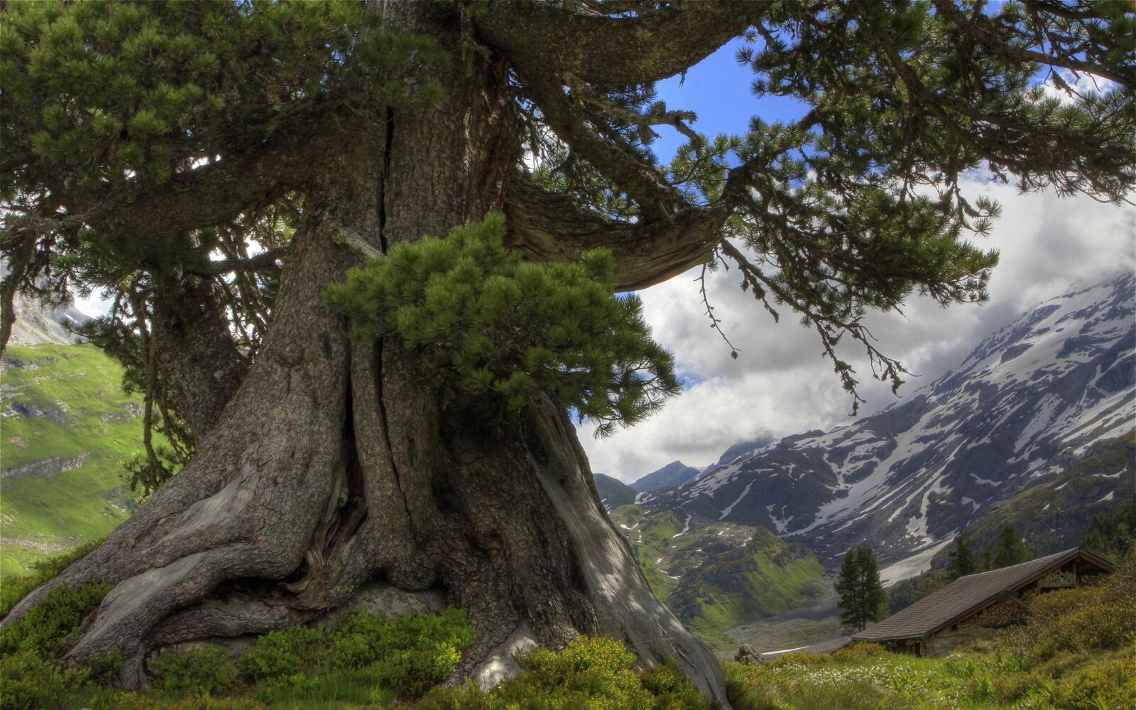Бесплатное фото Большое летнее дерево