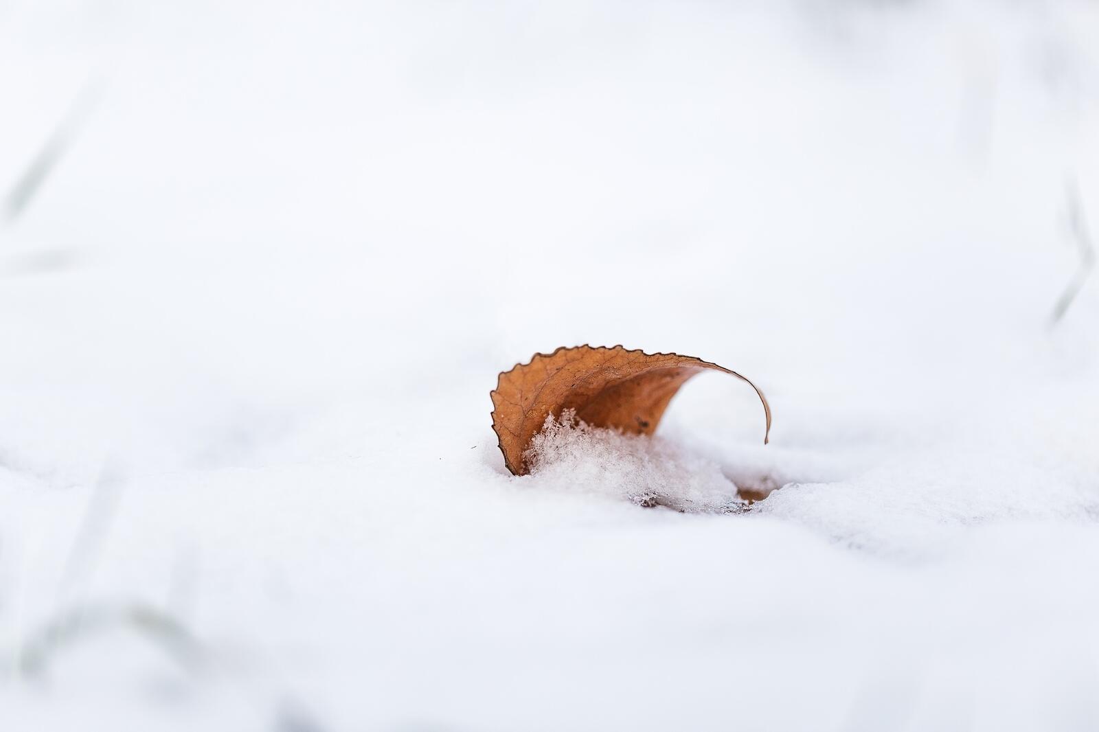 Бесплатное фото Одинокий сухой листик под снегом
