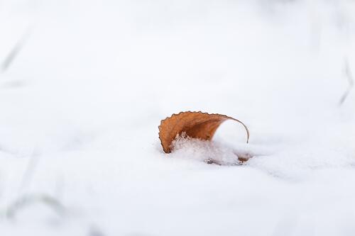 Одинокий сухой листик под снегом