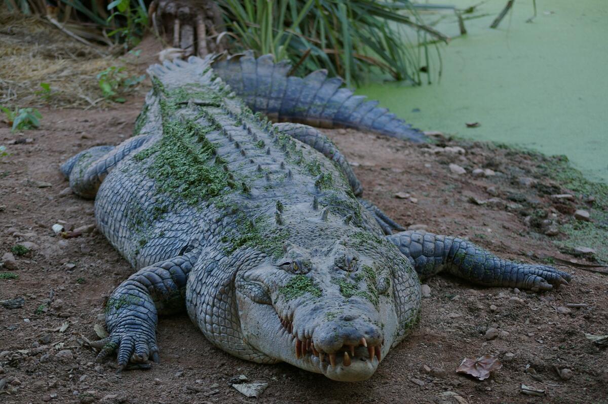 Большой и страшный крокодил лежит на берегу реки
