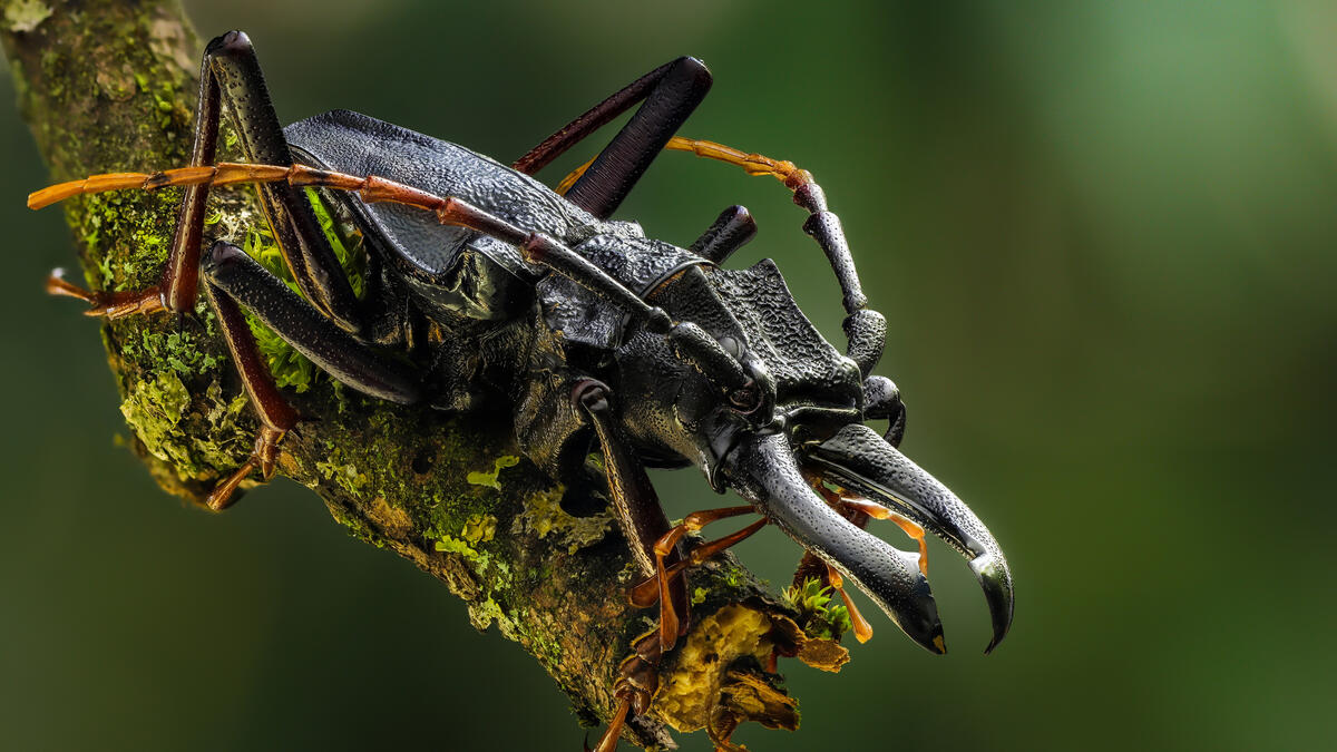 An unusual black beetle on a tree branch
