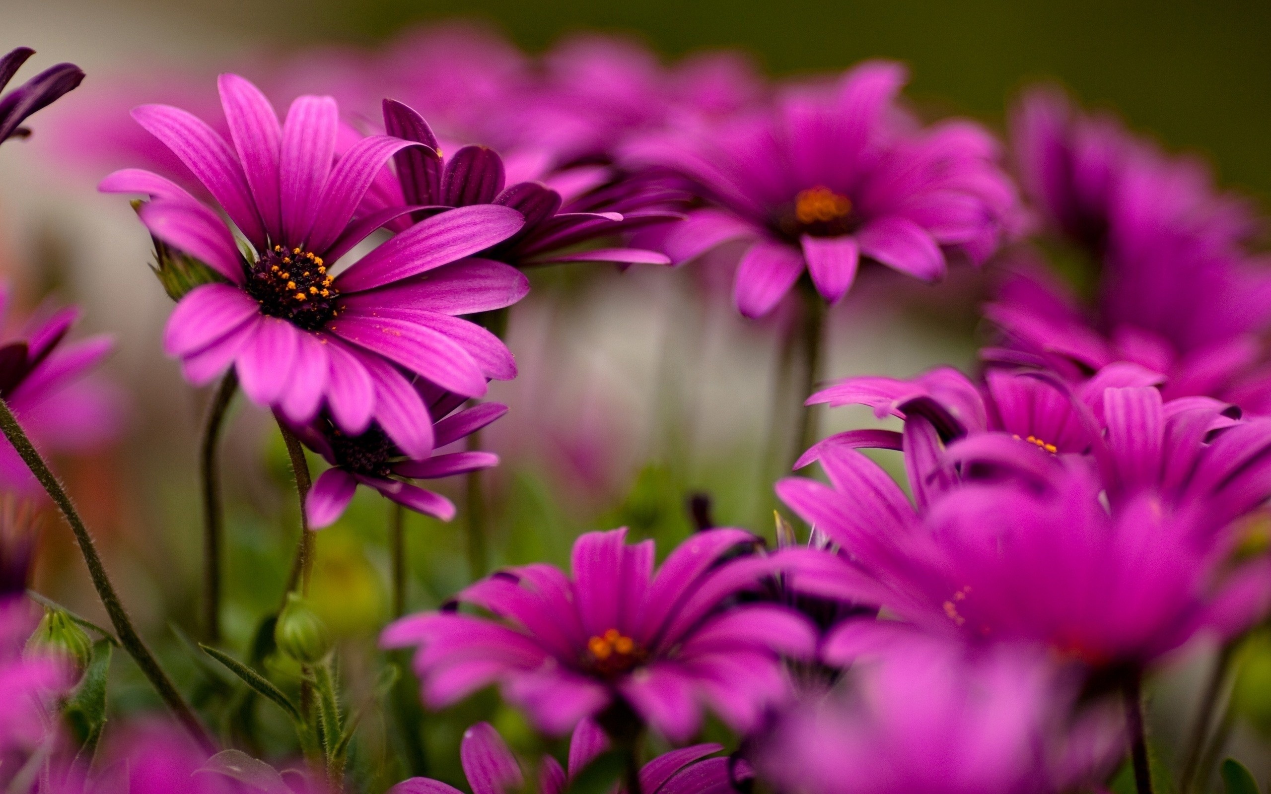 Free photo Wallpaper on desktop with pink daisies